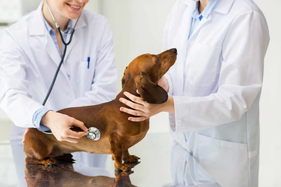 Pet Health Checkup