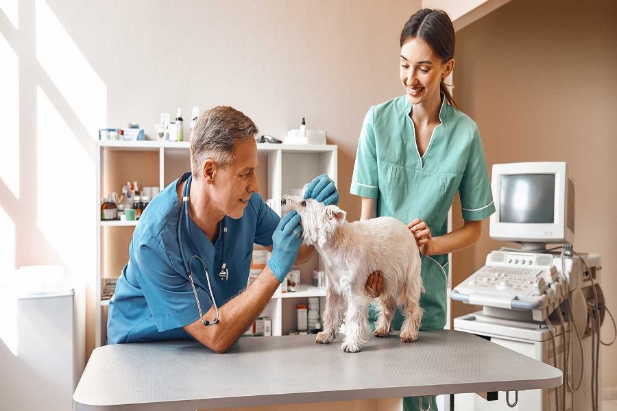 Pet Health Checkup